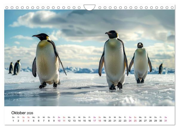 Produktbild: Maritim pur - Pinguine (Wandkalender 2026 DIN A4 quer), CALVENDO Monatskalender