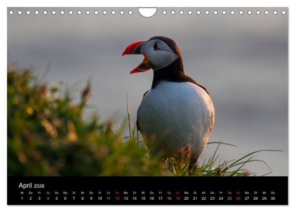 Produktbild: Welt der Papageitaucher (Wandkalender 2026 DIN A4 quer), CALVENDO Monatskalender