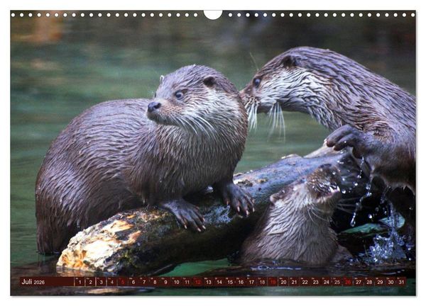 Produktbild: Otter. Frech, laut und clever (Wandkalender 2026 DIN A3 quer), CALVENDO Monatskalender