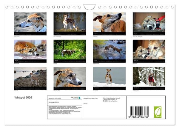 Produktbild: Whippet 2026 (Wandkalender 2026 DIN A4 quer), CALVENDO Monatskalender