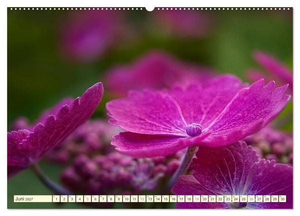 Produktbild: Hortensientr&auml;ume (Wandkalender 2027 DIN A2 quer), CALVENDO Monatskalender