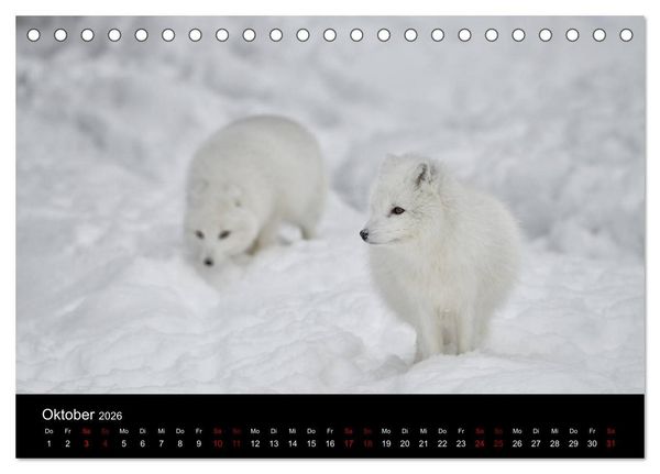 Produktbild: Polarfuchsstudien Wildlife (Tischkalender 2026 DIN A5 quer), CALVENDO Monatskalender