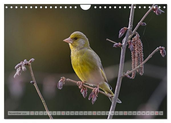 Produktbild: NATUR PUR Heimische Singv&ouml;gel (Wandkalender 2026 DIN A4 quer), CALVENDO Monatskalender