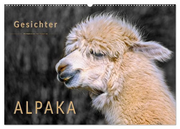 Produktbild: Alpaka Gesichter (Wandkalender 2026 DIN A2 quer), CALVENDO Monatskalender