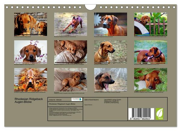Produktbild: Rhodesian Ridgeback Augen-Blicke (Wandkalender 2026 DIN A4 quer), CALVENDO Monatskalender