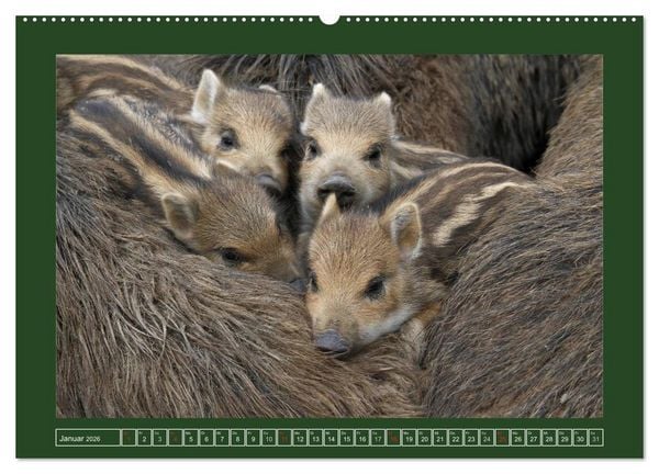 Produktbild: Schweinkram - Die Wildschweine sind los (Wandkalender 2026 DIN A2 quer), CALVENDO Monatskalender