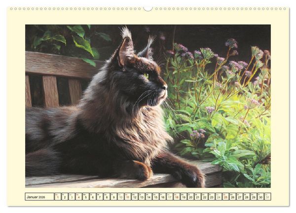 Produktbild: Main-Coon-Katzen. Die imposanten Waldkatzen im Garten (hochwertiger Premium Wandkalender 2026 DIN A2 quer), Kunstdruck in Hochglanz