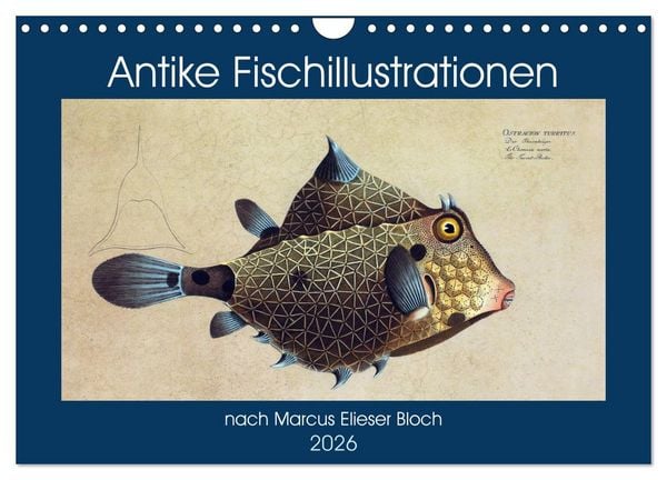 Antike Fischillustrationen nach Marcus Elieser Bloch (Wandkalender 2026 DIN A4 quer), CALVENDO Monatskalender