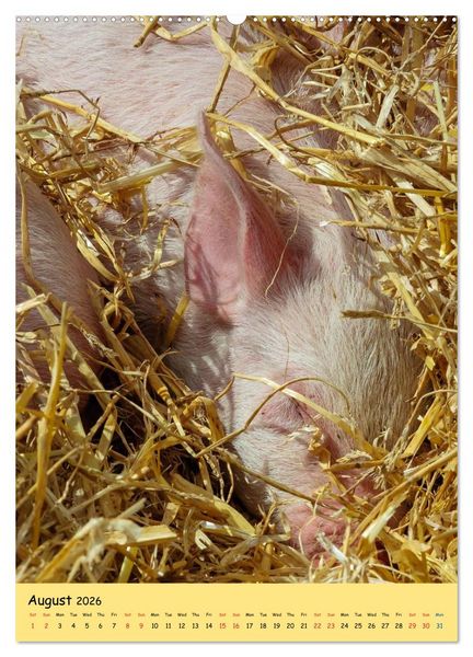 Produktbild: Just Pigs (High Quality Premium Wall Calendar 2026 DIN A2 portrait),CALVENDO 12 Month Wall Calendar