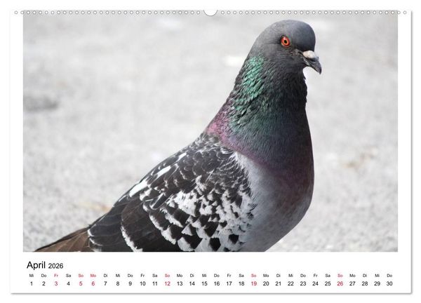 Produktbild: Geliebte Tauben (hochwertiger Premium Wandkalender 2026 DIN A2 quer), Kunstdruck in Hochglanz
