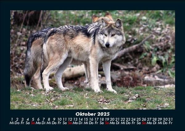 Produktbild: Tiere in der Wildnis 2025 Fotokalender DIN A5