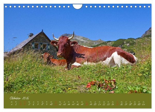 Produktbild: Friedliche K&uuml;he (Wandkalender 2026 DIN A4 quer), CALVENDO Monatskalender
