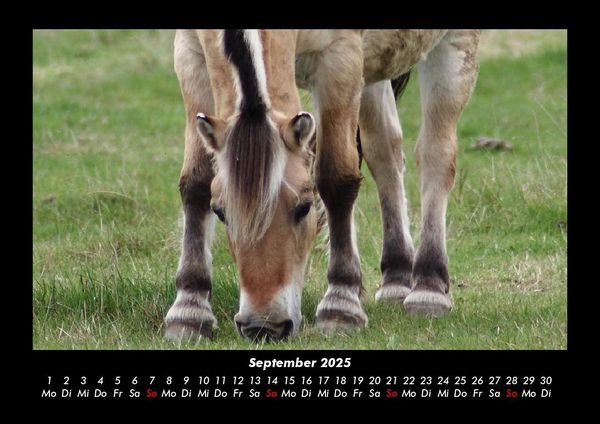 Produktbild: Die Welt der Pferde 2025 Fotokalender DIN A3