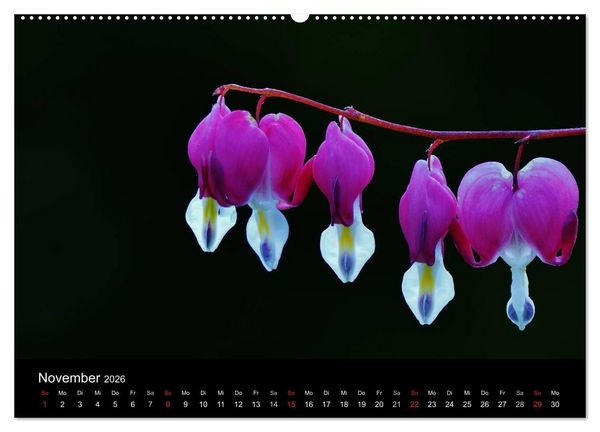 Produktbild: Wilde Bl&uuml;ten-Tr&auml;ume (Wandkalender 2026 DIN A2 quer), CALVENDO Monatskalender