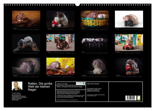 Produktbild: Ratten. Die gro&szlig;e Welt der kleinen Nager (Wandkalender 2026 DIN A2 quer), CALVENDO Monatskalender