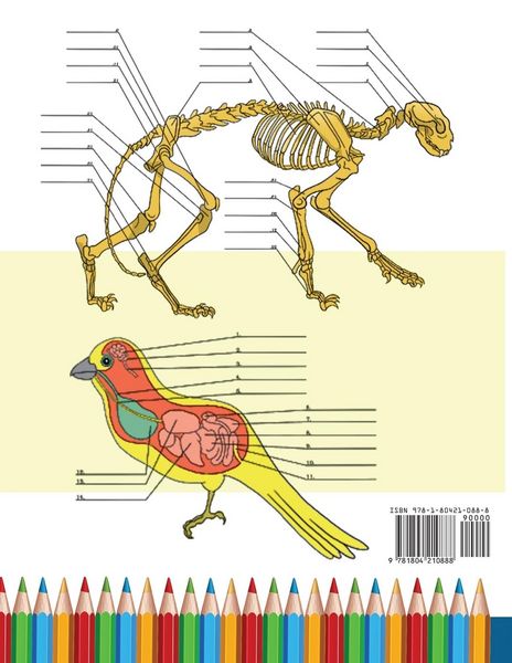 Produktbild: Tier & Katze Anatomie-Arbeitsbuch zum Ausmalen