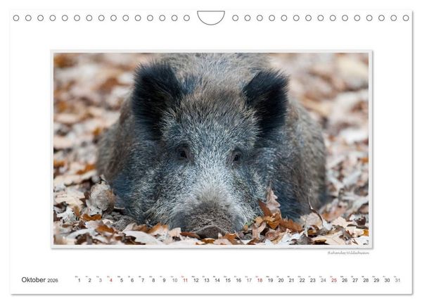 Produktbild: Emotionale Momente: Das Wildschwein. / CH-Version (Wandkalender 2026 DIN A4 quer), CALVENDO Monatskalender
