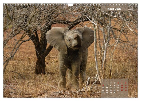 Produktbild: Faszinierende Tierwelt des Kruger National Parks (Wandkalender 2026 DIN A3 quer), CALVENDO Monatskalender