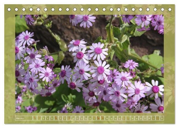 Produktbild: Wundersame Kanarenflora (Tischkalender 2027 DIN A5 quer), CALVENDO Monatskalender