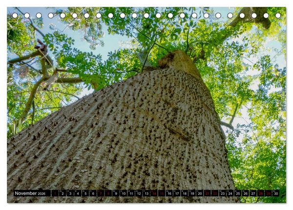 Produktbild: Botanischer Garten Palermo (Tischkalender 2026 DIN A5 quer), CALVENDO Monatskalender