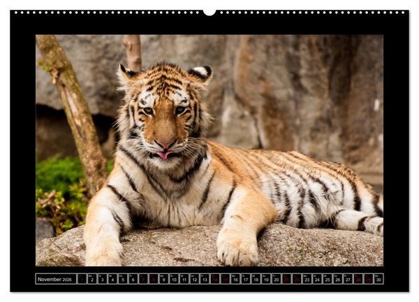 Produktbild: Tiger, L&ouml;we und Co. (hochwertiger Premium Wandkalender 2026 DIN A2 quer), Kunstdruck in Hochglanz