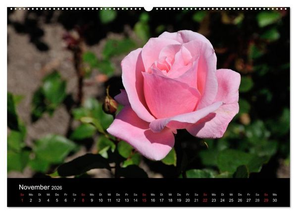 Produktbild: Baden bei Wien - Rosarium (hochwertiger Premium Wandkalender 2026 DIN A2 quer), Kunstdruck in Hochglanz