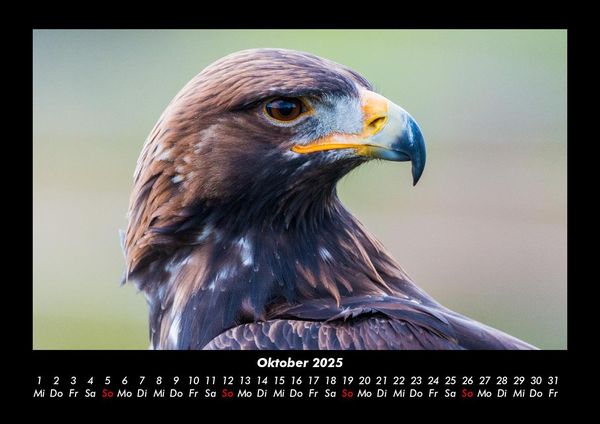 Produktbild: Adler 2025 Fotokalender DIN A3