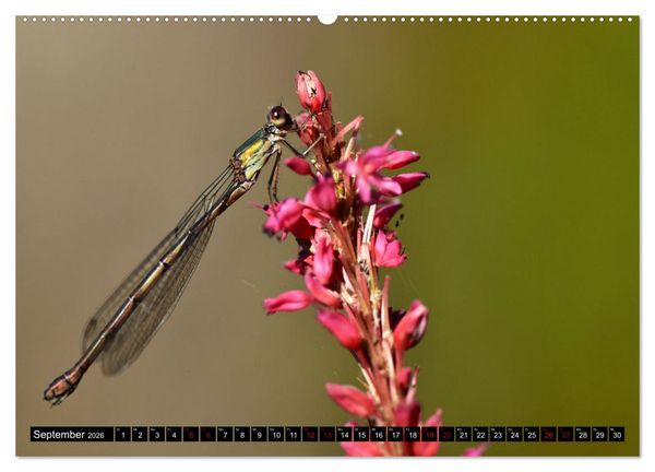 Produktbild: Insekten-Sommer (hochwertiger Premium Wandkalender 2026 DIN A2 quer), Kunstdruck in Hochglanz