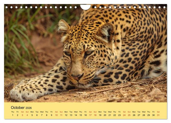 Produktbild: Just Big Cats (Wall Calendar 2026 DIN A4 landscape), CALVENDO 12 Month Wall Calendar