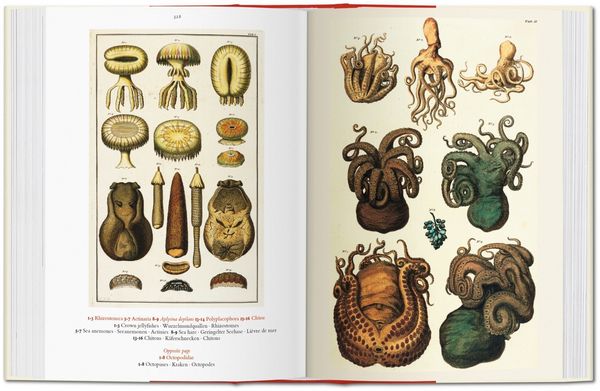 Produktbild: Seba. Cabinet of Natural Curiosities