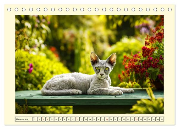 Produktbild: Devon Rex Katzen. Der aufgeweckte Kobold im Garten (Tischkalender 2026 DIN A5 quer), CALVENDO Monatskalender