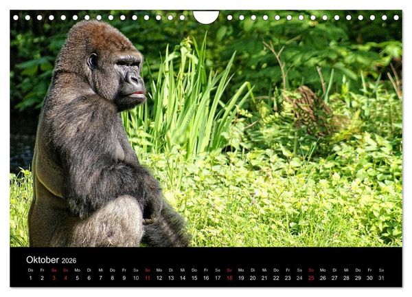 Produktbild: Gorillas - Die sanften Wilden (Wandkalender 2026 DIN A4 quer), CALVENDO Monatskalender