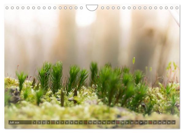Produktbild: Feng Shui Farben - Element: Holz (Wandkalender 2026 DIN A4 quer), CALVENDO Monatskalender