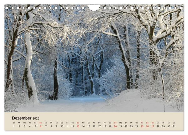 Produktbild: Der Wald. Durch zauberhafte Waldlandschaften (Wandkalender 2026 DIN A4 quer), CALVENDO Monatskalender