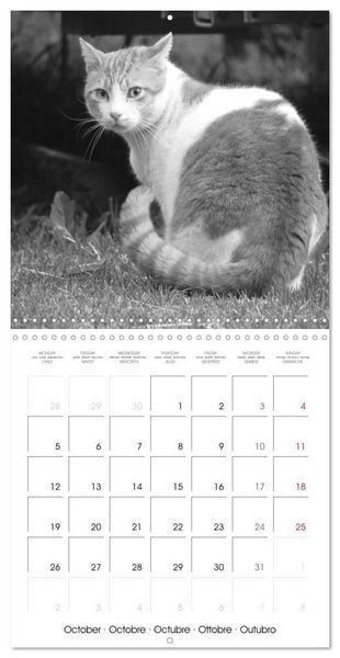 Produktbild: Black and white cat whispers (Wall Calendar 2026 12 &times; 12 Inch) CALVENDO 12 Month Wall Calendar