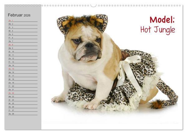 Produktbild: English Bulldog XXL Models (hochwertiger Premium Wandkalender 2026 DIN A2 quer), Kunstdruck in Hochglanz