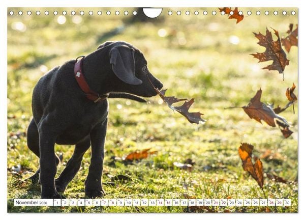 Produktbild: Weimaraner-Labrador (Wandkalender 2026 DIN A4 quer), CALVENDO Monatskalender