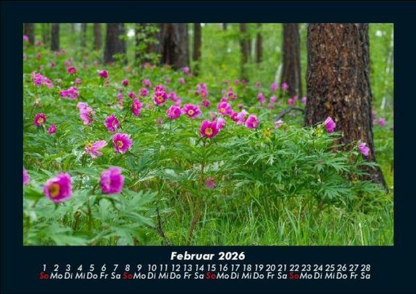 Produktbild: Blumentr&auml;ume 2026 Fotokalender DIN A5