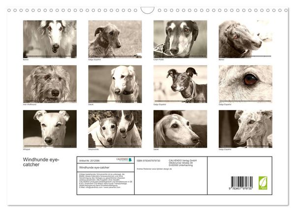 Produktbild: Windhunde eye-catcher (Wandkalender 2026 DIN A3 quer), CALVENDO Monatskalender