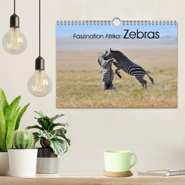 Produktbild: Faszination Afrika: Zebras (Wandkalender 2026 DIN A4 quer), CALVENDO Monatskalender