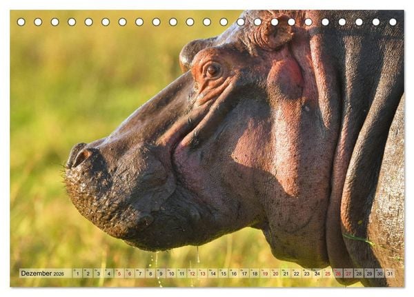 Produktbild: Faszination Afrika: Flusspferde (Tischkalender 2026 DIN A5 quer), CALVENDO Monatskalender