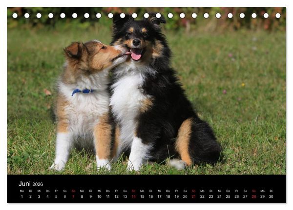 Produktbild: Shelties 2026 (Tischkalender 2026 DIN A5 quer), CALVENDO Monatskalender