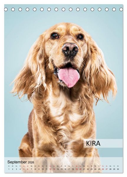 Produktbild: Hundekalender - Hunderassen im Portrait (Tischkalender 2026 DIN A5 hoch), CALVENDO Monatskalender