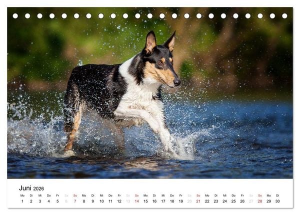 Produktbild: Collies 2026 in Kurz- und Langhaar (Tischkalender 2026 DIN A5 quer), CALVENDO Monatskalender