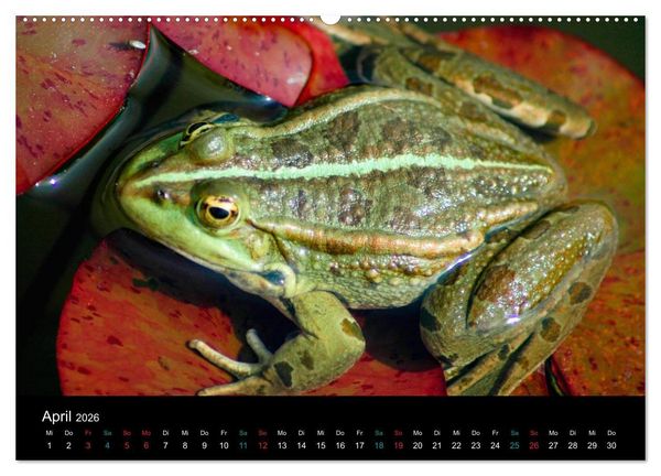 Produktbild: FROSCHBUCH (Wandkalender 2026 DIN A2 quer), CALVENDO Monatskalender