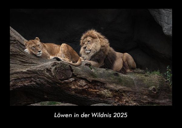 Produktbild: L&ouml;wen in der Wildnis 2025 Fotokalender DIN A3