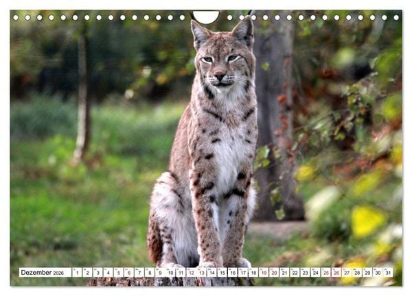 Produktbild: Familie Luchs - Die J&auml;ger mit dem Pinselohr (Wandkalender 2026 DIN A4 quer), CALVENDO Monatskalender
