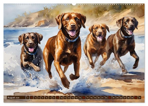 Produktbild: Voller Kraft und Energie - Labrador-Retriever (Wandkalender 2026 DIN A2 quer), CALVENDO Monatskalender