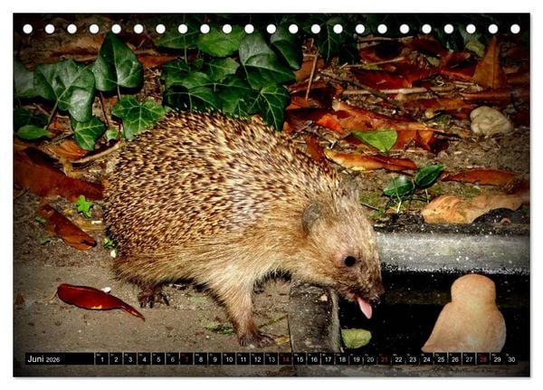 Produktbild: Meine Igel (Tischkalender 2026 DIN A5 quer), CALVENDO Monatskalender