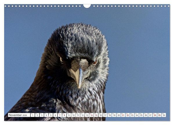 Produktbild: Corvids - Black and Beautiful (Wall Calendar 2026 DIN A3 landscape), CALVENDO 12 Month Wall Calendar